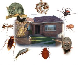 مكافحة حشرات المنزل
