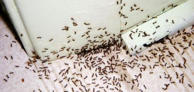 كيفية القضاء على النمل في المنزل