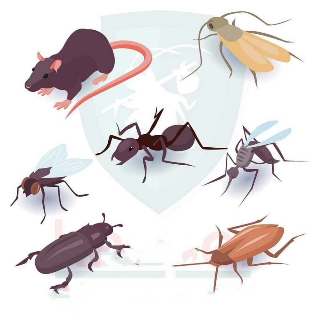 شركات مبيدات الحشرات الكويت