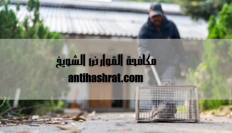 مكافحة القوارض الشويخ