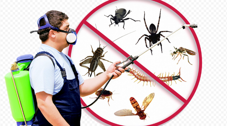 افضل شركات مكافحة حشرات