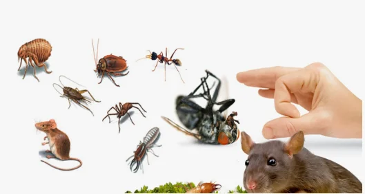 شركات مكافحة الحشرات في الفحيحيل
